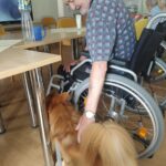 Pes Rio stojí u uživatele na vozíku, nechává se hladit