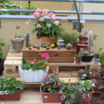 výstava květin, vystavené truhlíky, kaktusy, květináče